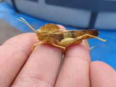 Pyrgodera armata