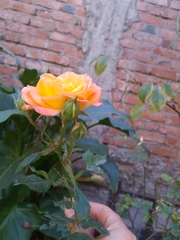 Rosa