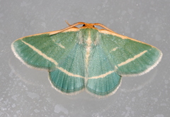 Mixocera latilineata