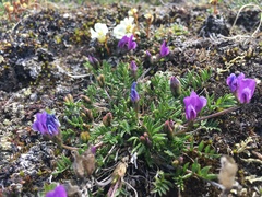Oxytropis scammaniana