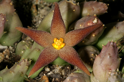 Piaranthus geminatus subsp. decorus