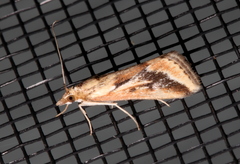 Achyra massalis