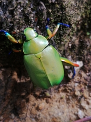 Chrysina macropus