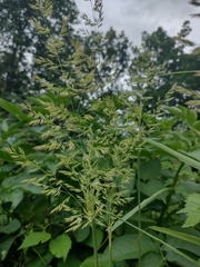 Calamagrostis epigejos