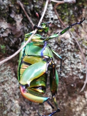 Chrysina macropus