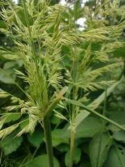 Calamagrostis epigejos