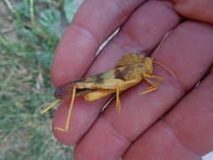 Pyrgodera armata