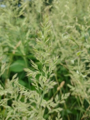 Calamagrostis epigejos
