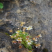 Saxifraga hariotii - Photo (c) fermin_y_ana, some rights reserved (CC BY-NC)