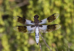 Plathemis subornata