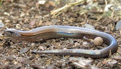 Calyptotis scutirostrum