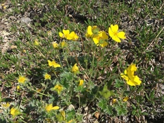 Potentilla hyparctica