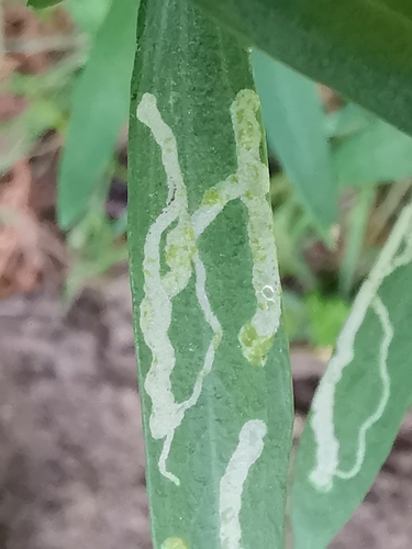 Phytomyza horticola