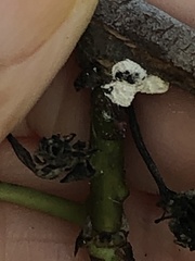 Phenacoccus dearnessi