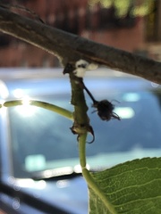 Phenacoccus dearnessi