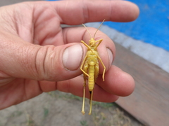 Pyrgodera armata