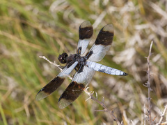 Plathemis subornata