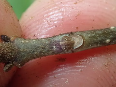 Fraxinus pennsylvanica subintegerrima
