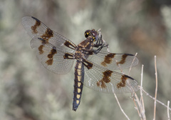 Plathemis subornata