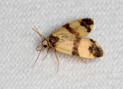 Thallarcha chrysochares