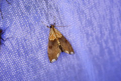 Agrotera nemoralis