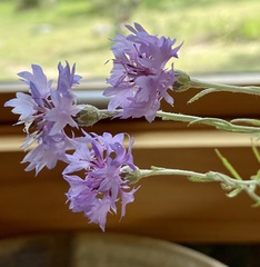 Vernonia lindheimeri