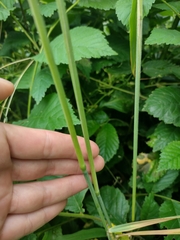 Calamagrostis epigejos