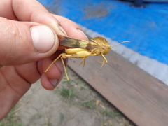 Pyrgodera armata