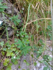 Lotus corniculatus