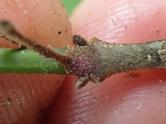 Fraxinus pennsylvanica subintegerrima