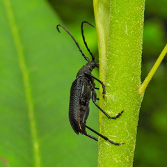 Neanthophylax tenebrosus