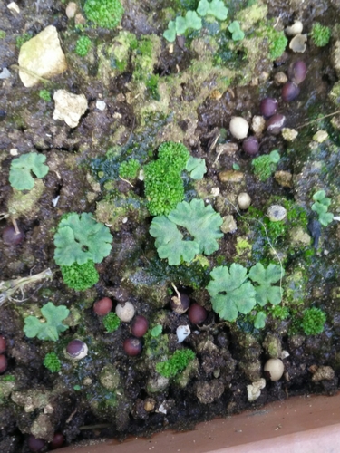 Image of Riccia glauca by no rights reserved
