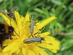Oedemera virescens