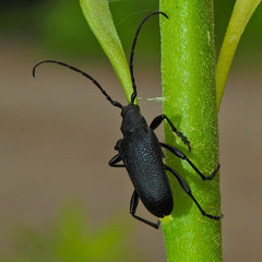 Neanthophylax tenebrosus