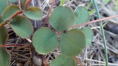 Oxalis eckloniana
