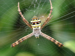 Argiope versicolor