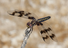 Plathemis subornata
