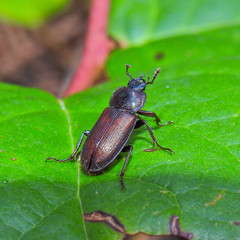 Platyceroides laticollis