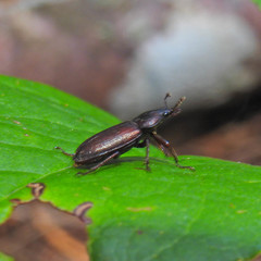 Platyceroides laticollis