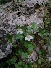 Cymbalaria muralis