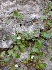 Cymbalaria muralis
