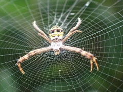 Argiope versicolor