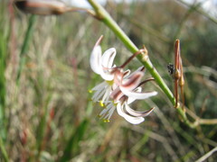 Trachyandra revoluta