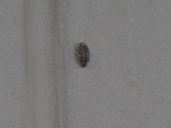 Alloniscus perconvexus