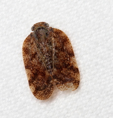 Aprivesa
