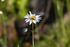 Lepturobosca chrysocoma