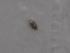 Alloniscus perconvexus