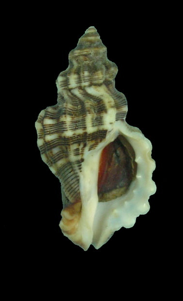 Roperia