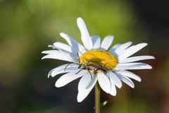 Lepturobosca chrysocoma