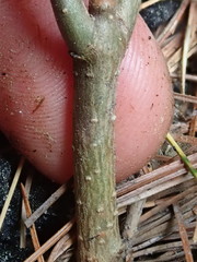 Fraxinus pennsylvanica subintegerrima